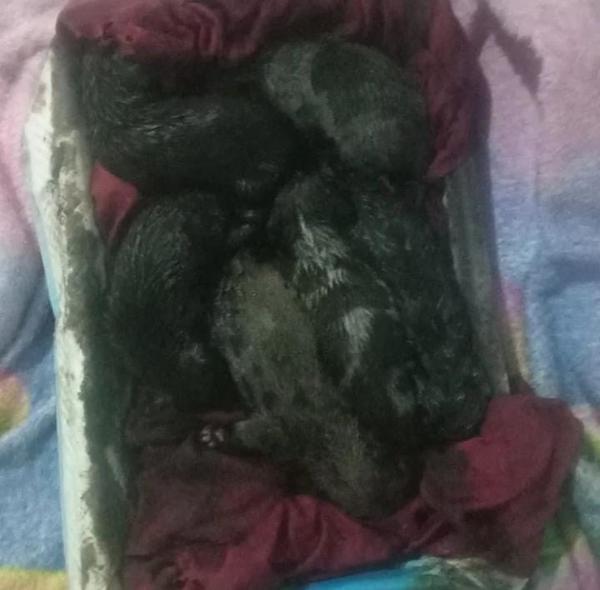 Tr&ecirc;s filhotes de cachorro morreram ap&oacute;s ficarem cobertos com piche de asfalto em f&aacute;brica abandonada no PI.(Imagem: Reprodu&ccedil;&atilde;o)