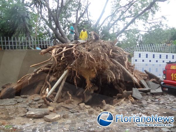Chuva derruba &aacute;rvore centen&aacute;ria em Floriano.(Imagem:FlorianoNews)