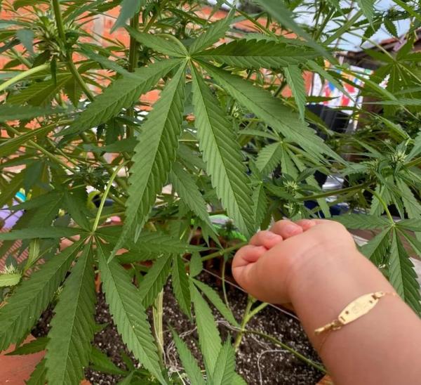  Pais de menino de 2 anos que tinha 200 convuls&otilde;es por dia conseguem autoriza&ccedil;&atilde;o para plantar maconha medicinal no Piau&iacute;.(Imagem:Arquivo pessoal )