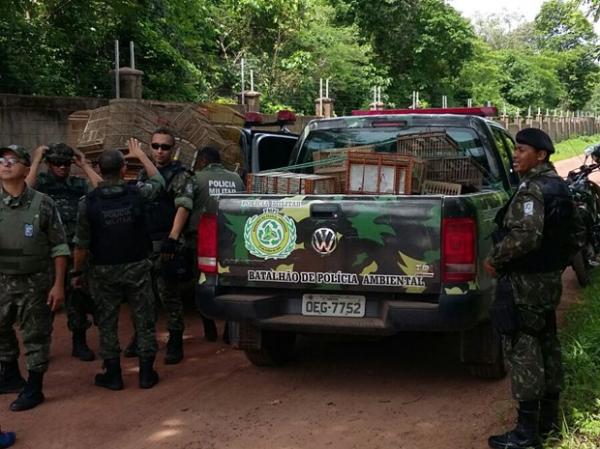 PM prende homem com 28 pássaros silvestres na zona rural de Teresina