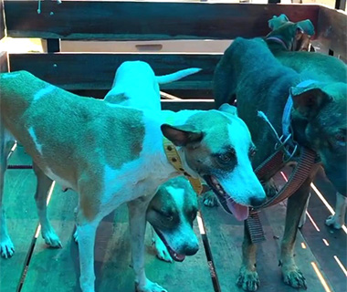 Cães filmados sangrando são levados para abrigo de animais