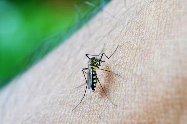 Piauí confirma a primeira morte por dengue em 2025; vítima é menina de 12 anos
