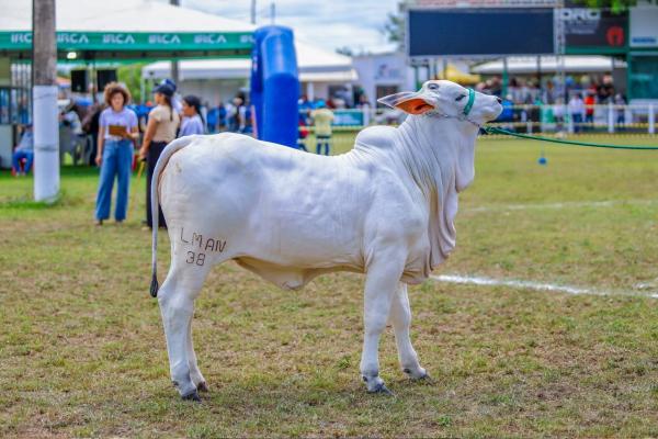 Expoapi 2025 abre programação com a tradicional cavalgada e show infantil neste domingo (7)