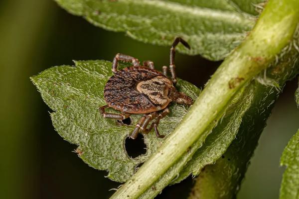 Piauí descarta 8 casos suspeitos de febre maculosa e investiga mais 2 casos