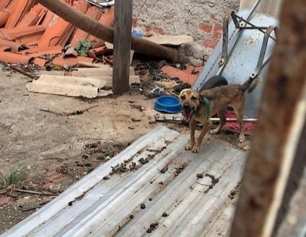Salvador, c&atilde;ozinho que sofria maus-tratos, foi resgatado pela Pol&iacute;cia Civil. (Imagem:Divulga&ccedil;&atilde;o/Pol&iacute;cia Civil)