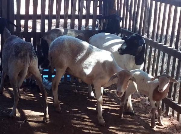 Morte repentina de animais preocupa criadores no Piauí
