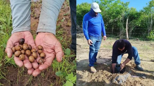 Agricultores testam cultivo integrado de carnaúba para aumentar renda e recuperar áreas degradadas