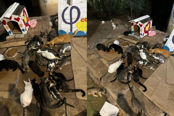 Casal ajuda a cuidar de quase 200 gatos abandonados na Av. Marechal Castelo Branco