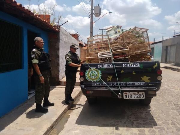 Polícia ambiental apreende pássaros silvestres no bairro Gurupi