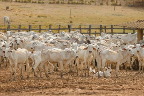 Fiscalização da Sada em abatedouros favorece crescimento de abate bovino no Piauí