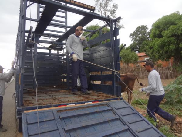 PRF apreende animais soltos &agrave;s margens das rodovias em Floriano.(Imagem:FlorianoNews)
