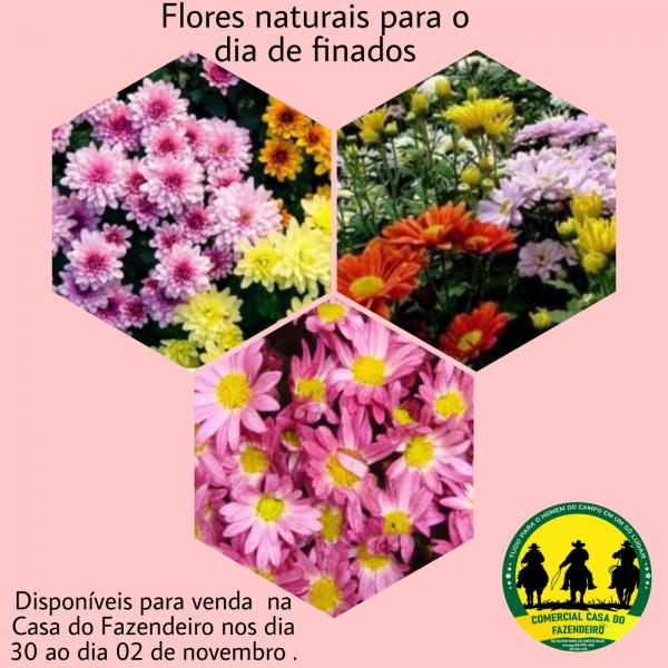 Casa do Fazendeiro disponibiliza flores para o Dia de Finado