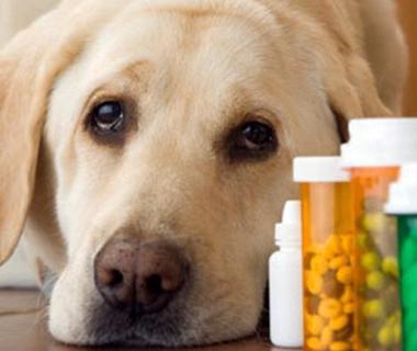 Teresina pode ter primeira farmácia veterinária gratuita