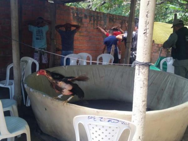 Polícia leva 11 pessoas para delegacia após estourar rinha de galos no Piauí