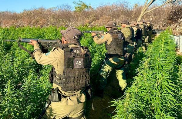 Apreens&atilde;o de maconha no Piau&iacute; cresce mais de 500%, um dos melhores resultados do pa&iacute;s(Imagem:Divulga&ccedil;&atilde;o)