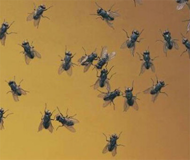 Médico alerta que casos de virose da mosca aumentam em 40% no período chuvoso
