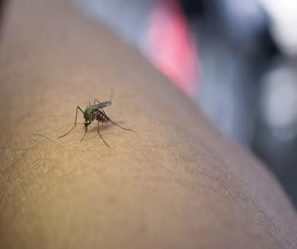 Piauí registra 1ª morte por chikungunya de 2024