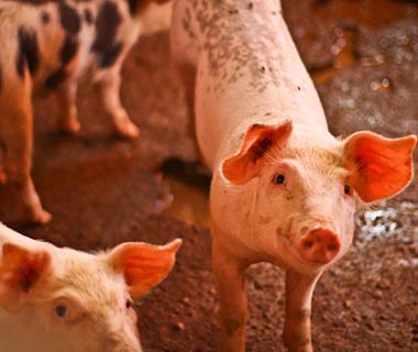 PI não registra casos de peste suína, mas mantém proibição