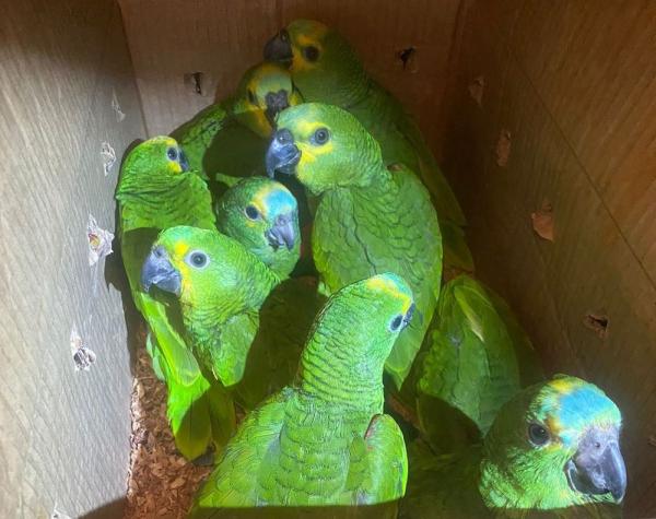 Semarh acolhe aves apreendidas em ação da Polícia Militar contra o tráfico de animais silvestres