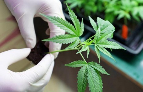 Pesquisas com canabidiol no Piauí devem iniciar em 2019
