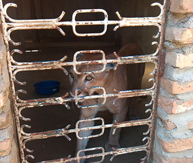 Animais vítimas de maus-tratos são resgatados no Piauí