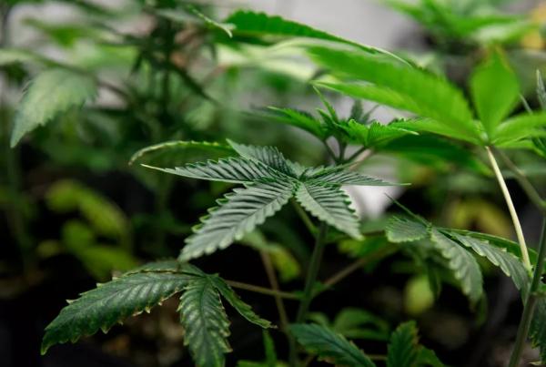 Comissão aprova projeto que regulamenta uso medicinal da cannabis no Piauí