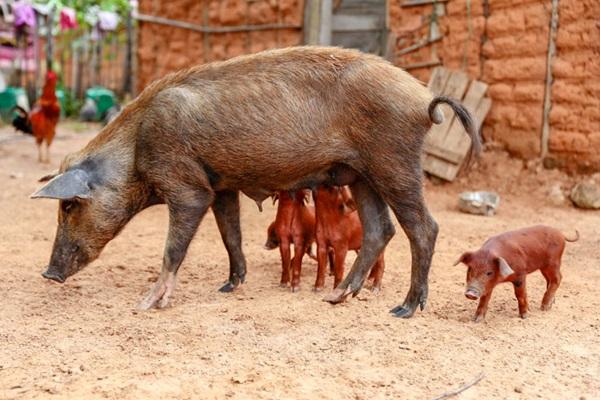 Piauí confirma segundo foco de peste suína clássica e intensifica ações de saneamento