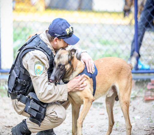Cães policiais do Piauí vão participar das Olimpíadas no Rio de Janeiro