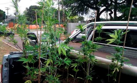 Polícia flagra plantação de maconha dentro da UnB