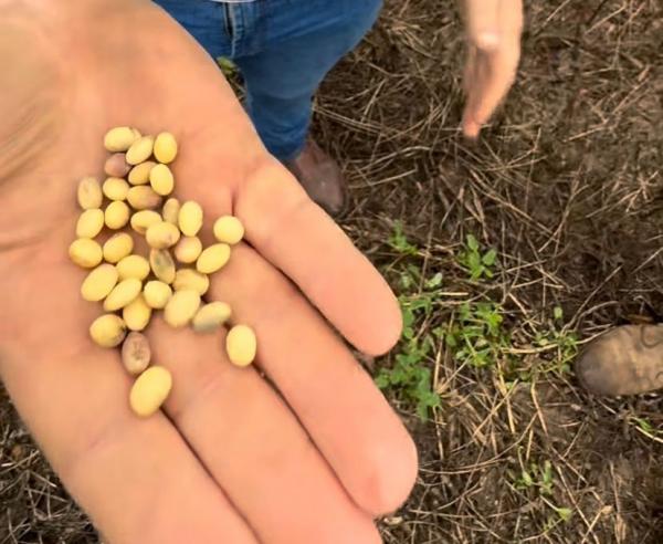 Excesso de chuva atrasa colheita da soja no sul do Piauí e preocupa produtores(Imagem:Divulgação)