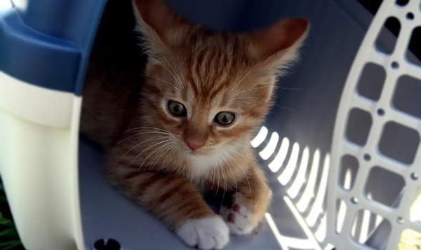 Médicos veterinários pedem regulamentação para transporte de animais