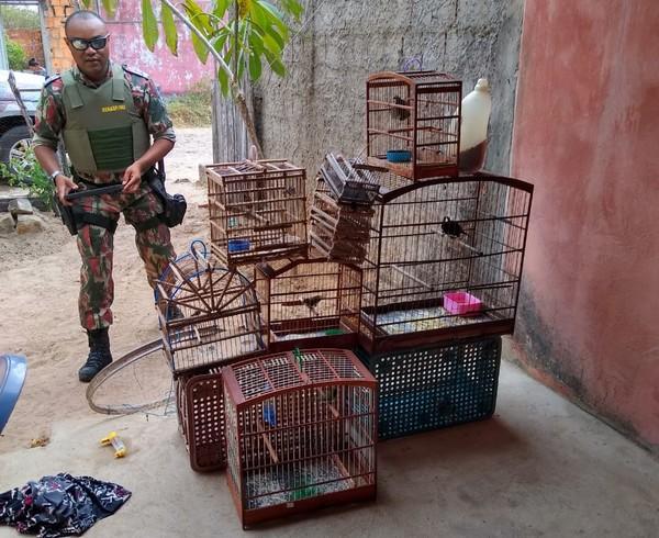 Aves silvestres são resgatadas de cativeiro e criador autuado por crime ambiental em Parnaíba