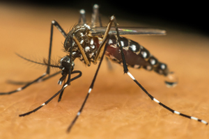 Prevenção ainda é a maior arma contra o Aedes aegypti