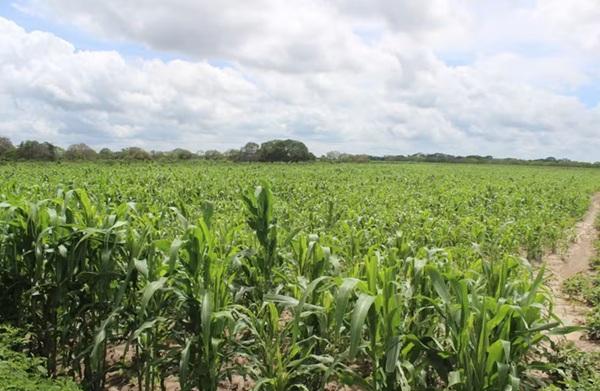 Piauí tem déficit de 50% no volume de chuvas e "seca verde" ameaça produção agrícola