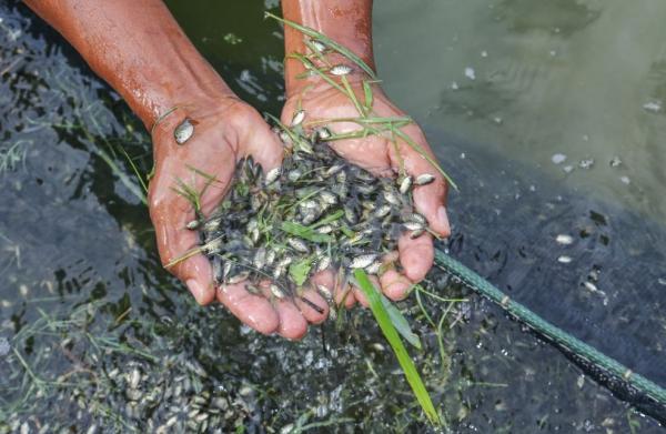 SAF entrega 297 mil alevinos para agricultores familiares de seis territórios nesta sexta (1º)