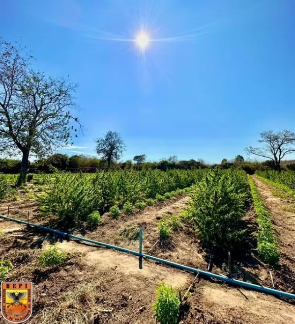 Pol&iacute;cia encontra ro&ccedil;a de maconha com cerca de 5 hectares na zona rural de Nazar&eacute; do Piau&iacute;.(Imagem:Divulga&ccedil;&atilde;o/PMPI)