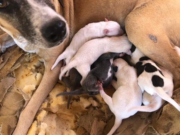 Cadela e os filhotes estavam em casa abandonada, que foi incendiada em Picos.(Imagem:Arquivo Pessoal/Bianca Il&iacute;ria Gomes)