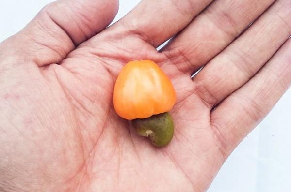Projeto resgata &aacute;rvores frut&iacute;feras em pra&ccedil;as para evitar extin&ccedil;&atilde;o.(Imagem:Cidadeverde.com)