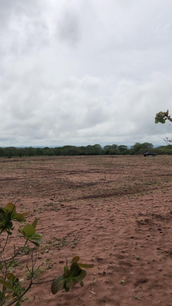 Período chuvoso inicia plantio do caju no Piauí que tem expectativa de produção para a agricultura