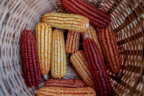Governo incentiva a produção de alimentos a partir de sementes crioulas na agricultura familiar