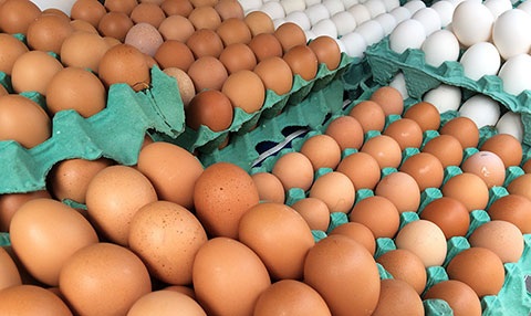 Produção de ovos de galinha cresce 85% em dez anos no Piauí