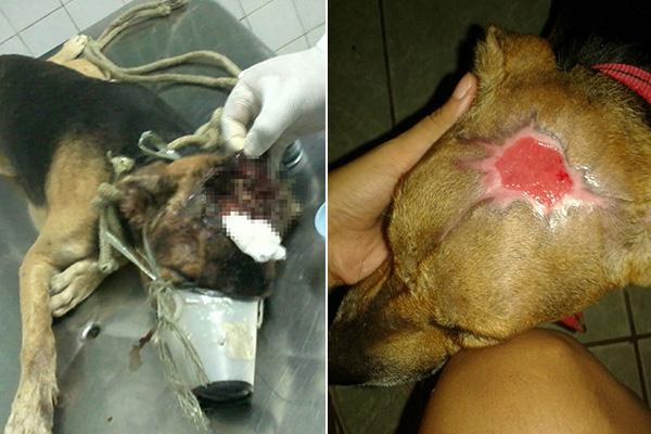 Pol&iacute;cia encaminha &agrave; Justi&ccedil;a caso de maus-tratos a c&atilde;o no Piau&iacute;.(Imagem:Cidadeverde.com)