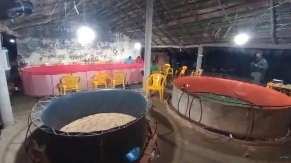 Polícia flagra "ringue" de rinhas de galos e apreende mais de 50 animais em situação de maus-tratos