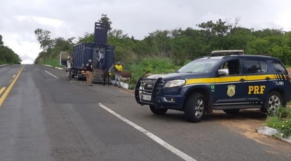 PRF inicia mais uma fase da Operação de Apreensão de Animais em todo o estado do Piauí