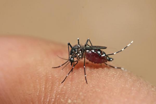Lacen-PI define grupos prioritários que serão testados para doenças transmitidas pelo Aedes aegypti