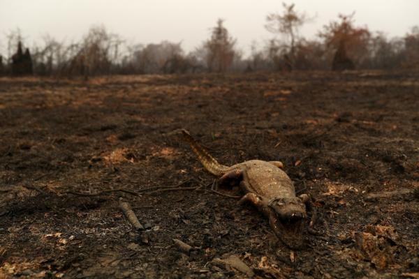 Queimadas, tempo seco e temperaturas altas: veja como os fenômenos no Brasil estão relacionados