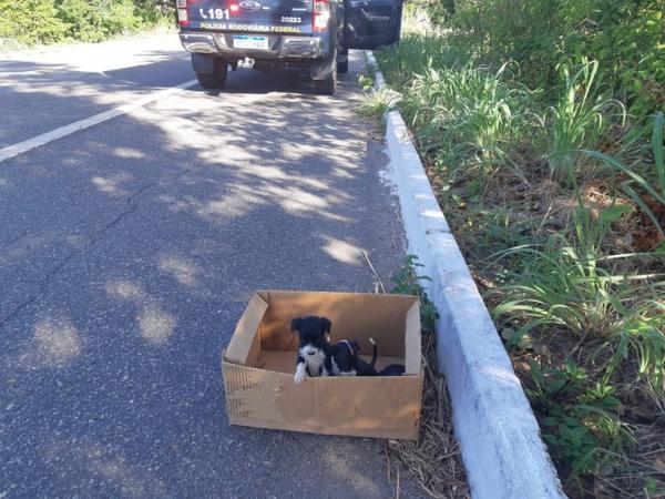 Filhotes foram abandonados na BR-343, em Piripiri.(Imagem:Divulga&ccedil;&atilde;o /PRF-PI)