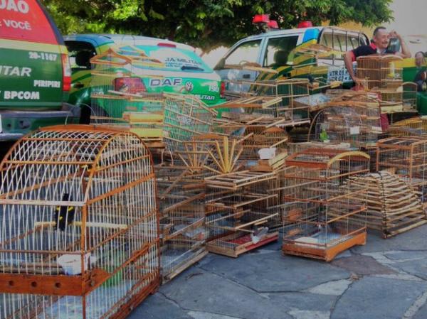 Polícia resgata 48 animais silvestres e pássaro em extinção no interior do PI