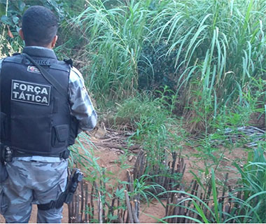 PM flagra plantação de maconha na zona Rural de Queimada Nova