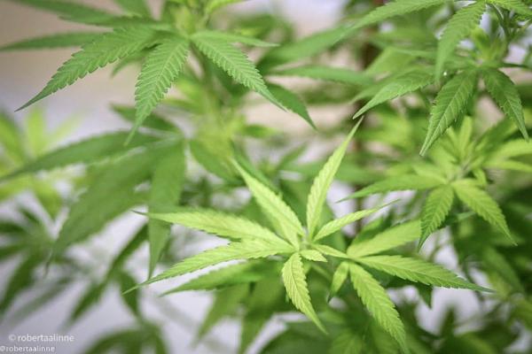 Nova lei autoriza distribuição de medicamentos à base de cannabis em Teresina